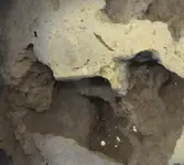 dinoeggSCANNEDside2 001 modifiedcloseup1.webp