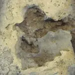 dinoeggSCANNEDside2 modifiedcloseup.webp