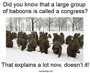Congress.webp