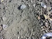 Ring Sticking Up.webp