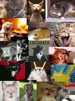 angry cats.webp