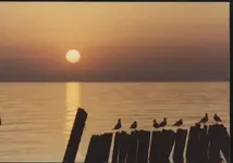 yScenes (7).webp