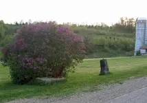 lilac.webp