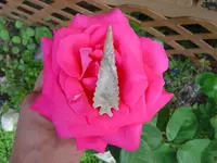 DSC03209.webp