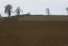 sundays field2.webp