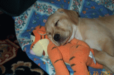 puppy-+-tiger.gif