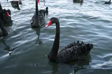 blackswan.webp