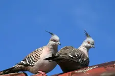 crestedpigeon.webp