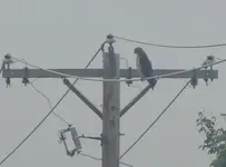 bird2.webp