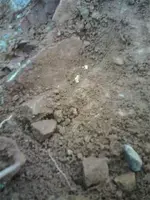 insitu1.webp