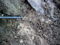 insitugold4.webp