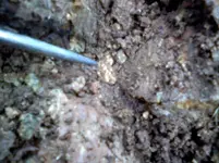 insitugold5.webp