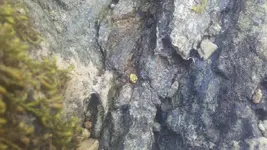 insitugold9.webp