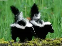 skunk.webp skunk.webp