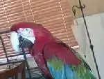 bird pic 1.webp