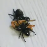spiders.webp
