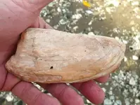 shell celt (2).webp