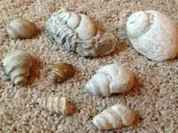 Snails.webp