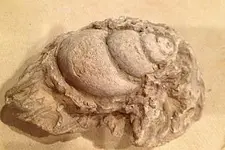 Wormy Snail.webp