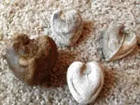 deerhearts.webp