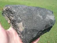 giant tortoise carapace (2).webp