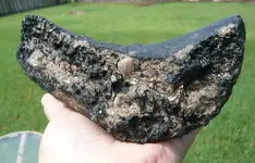 giant tortoise carapace.webp