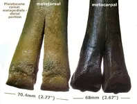 camel_metapodials_distal.webp camel_metapodials_distal.webp