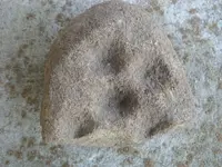 Nutting stones 004.webp