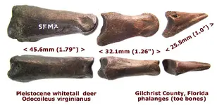 deerphalangesB.webp deerphalangesB.webp