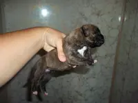 My boxer 2.webp