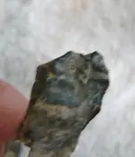 equus horse tooth frag (2).webp