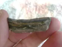 equus horse tooth frag (3).webp