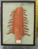 Sawfish_Rostrum.webp