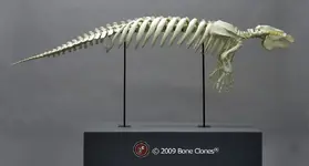 manatee.webp