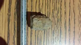 IMAG0219.webp
