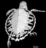 sea-turtle-shell-1.webp sea-turtle-shell-1.webp