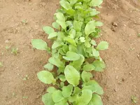 DSCF1480.webp