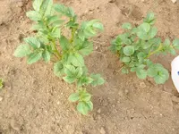 DSCF1484.webp