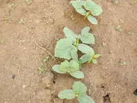 DSCF1482.webp