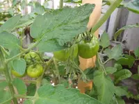 DSCF1489.webp