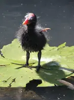 20120724_35.webp