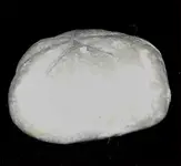 Fossil1.webp