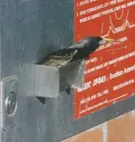 image.jpg bird 4.webp