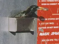 image.jpg bird 3.webp