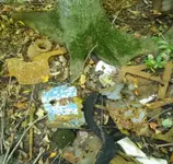 7IMGP8614.webp