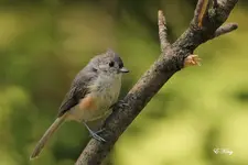 t titmouse1.webp