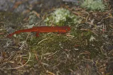 salamander.webp