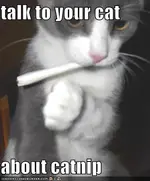 catnip.webp