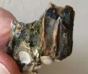 Horse Teeth 1 (2).webp