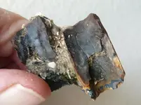 Horse Teeth 1.webp
